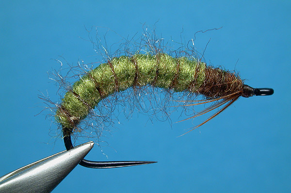 Caddis Larva (Green Rockworm)