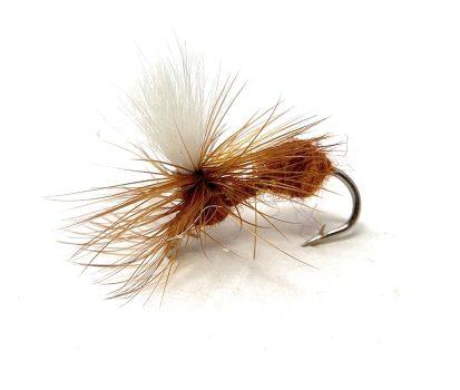 Parachute Cinnamon Ant