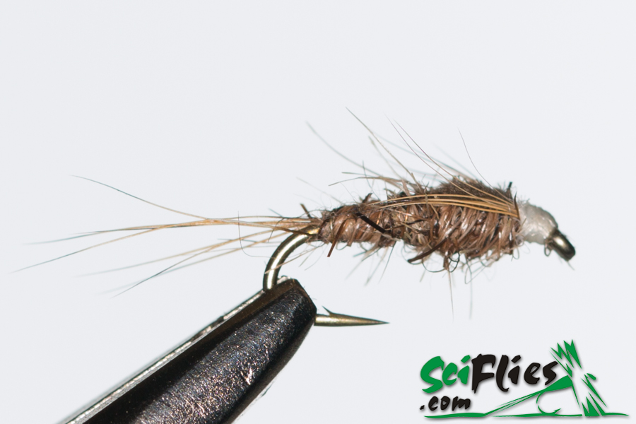 BBJ Nymph