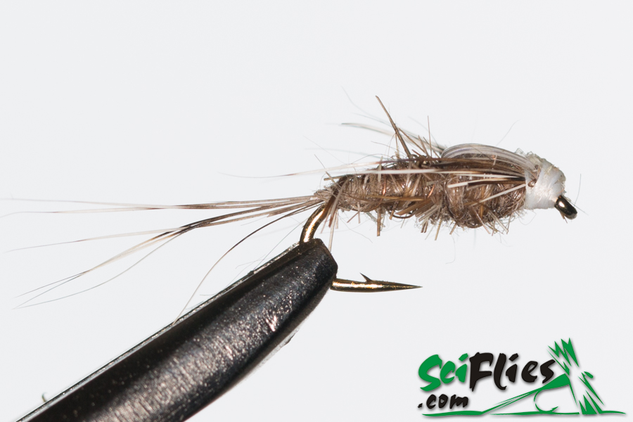 BBJ Nymph (Flash Back)