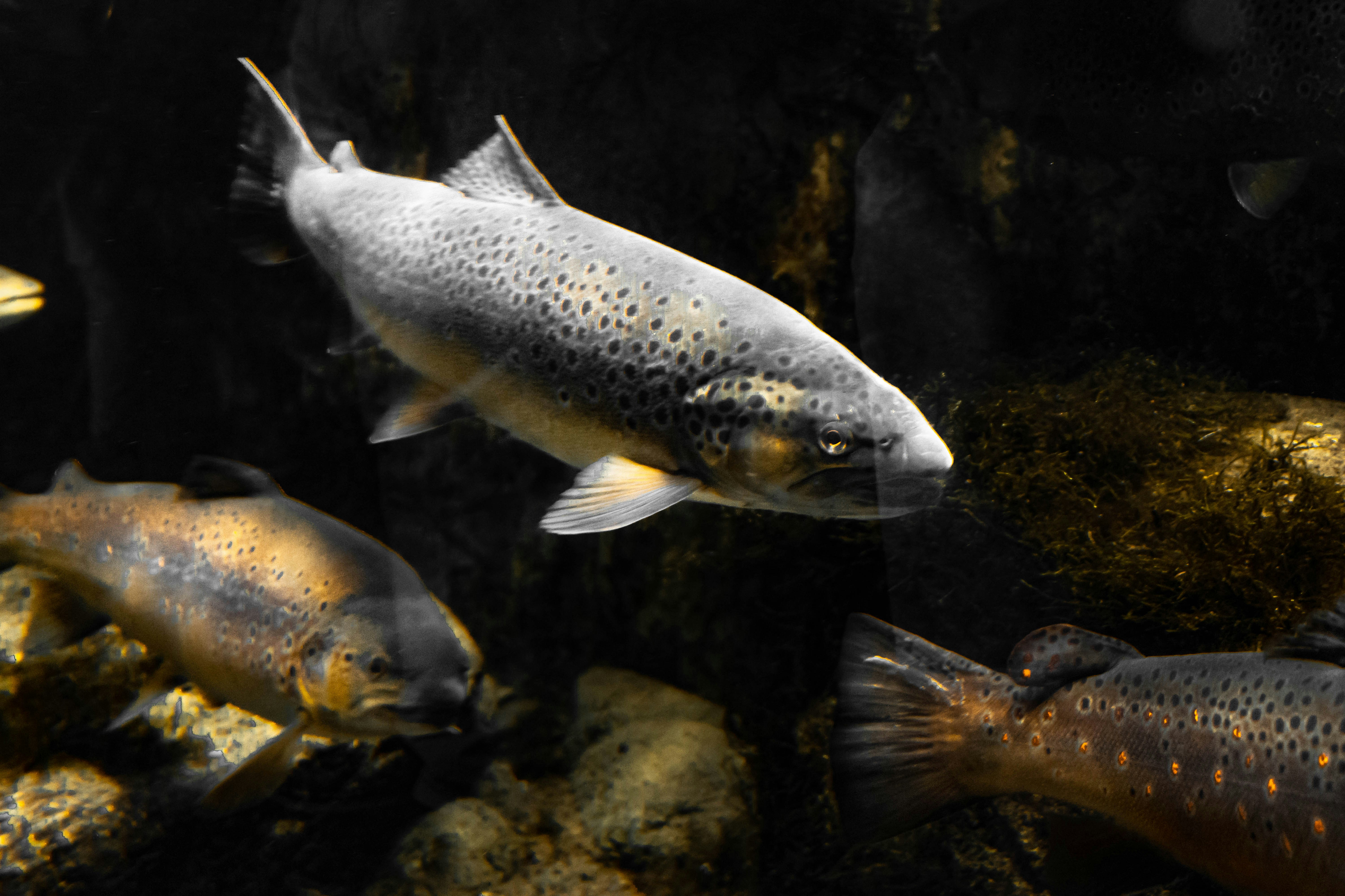 Understanding trout species
