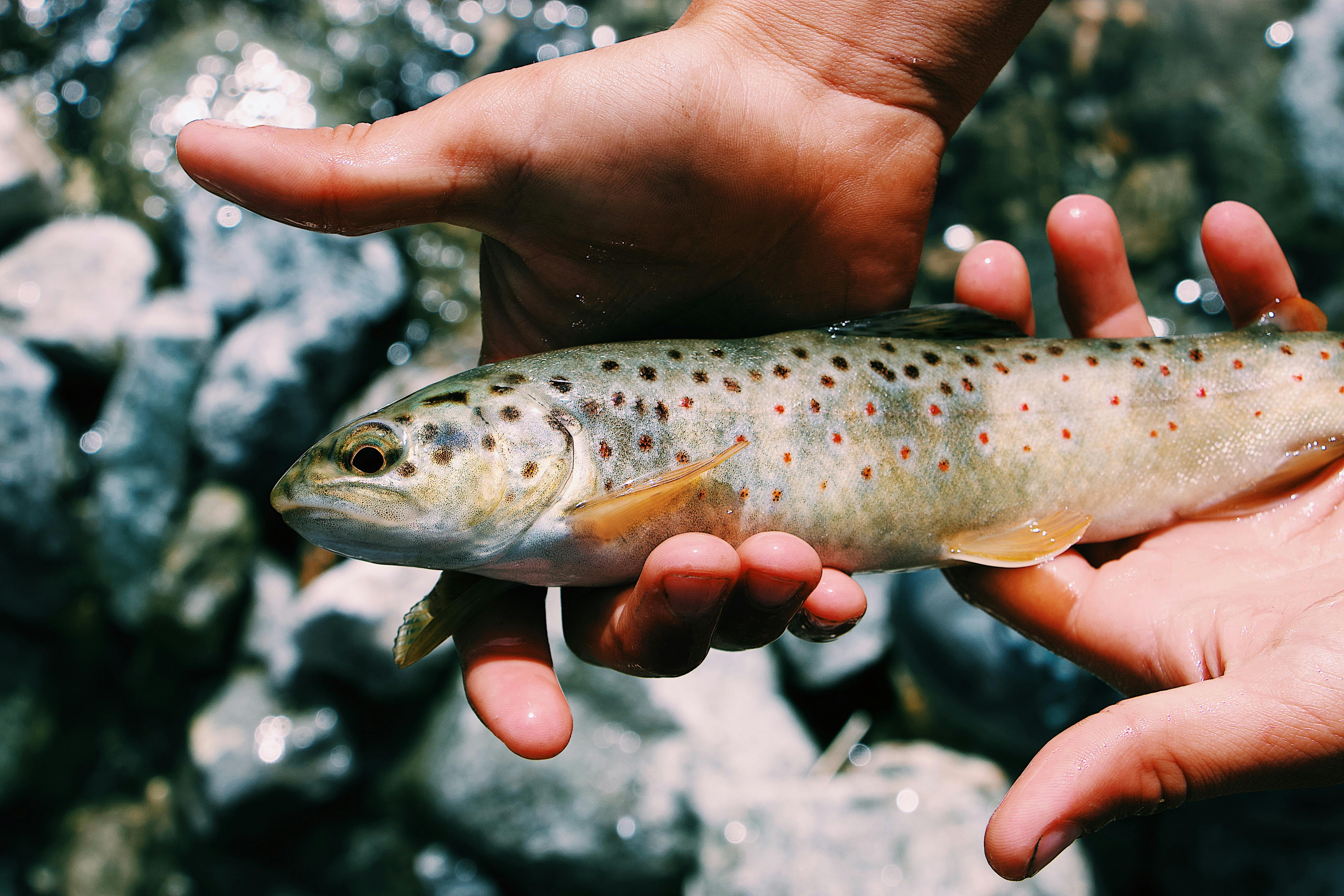 Handling and releasing trout