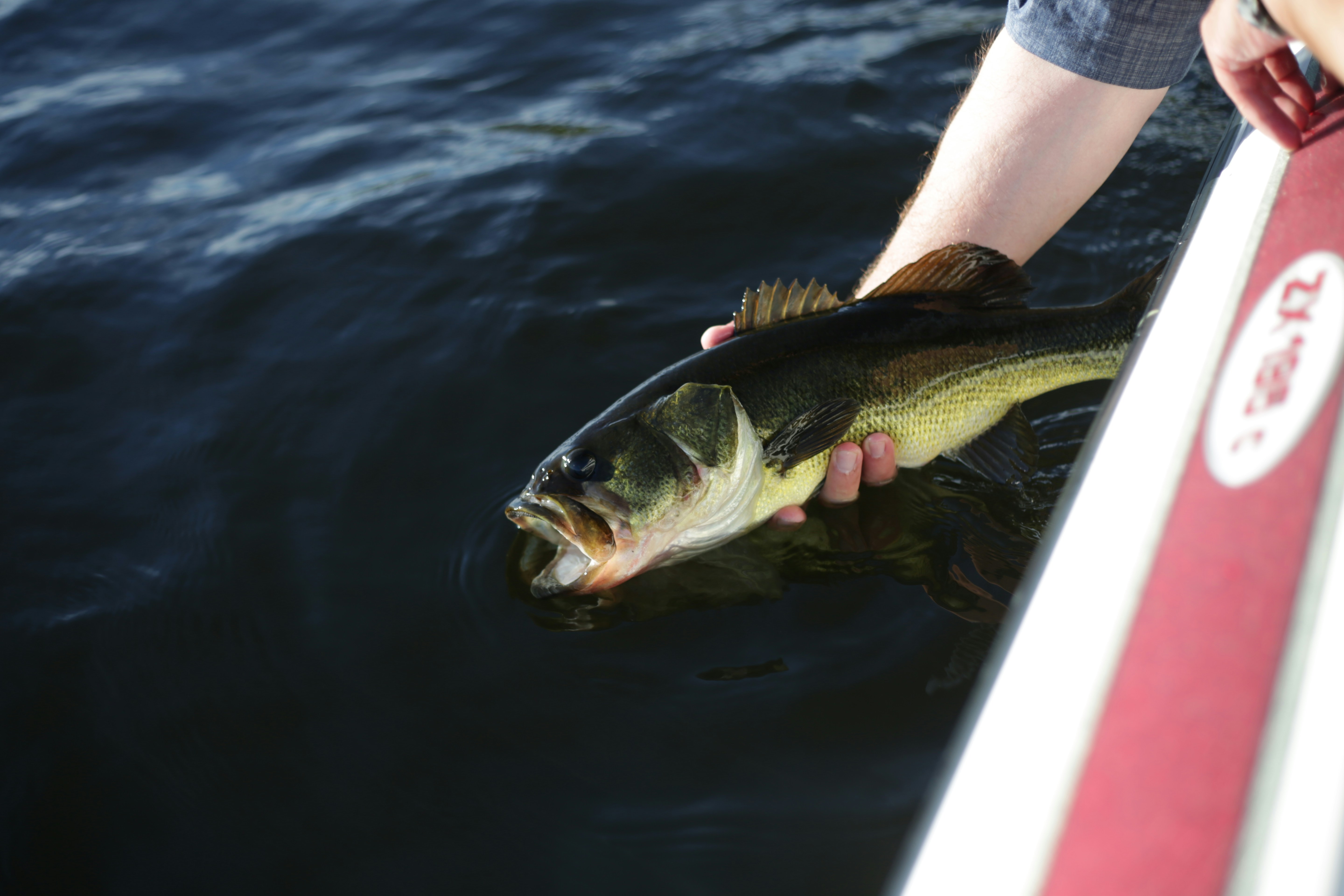 Fly Fishing for Bass: The Complete Guide