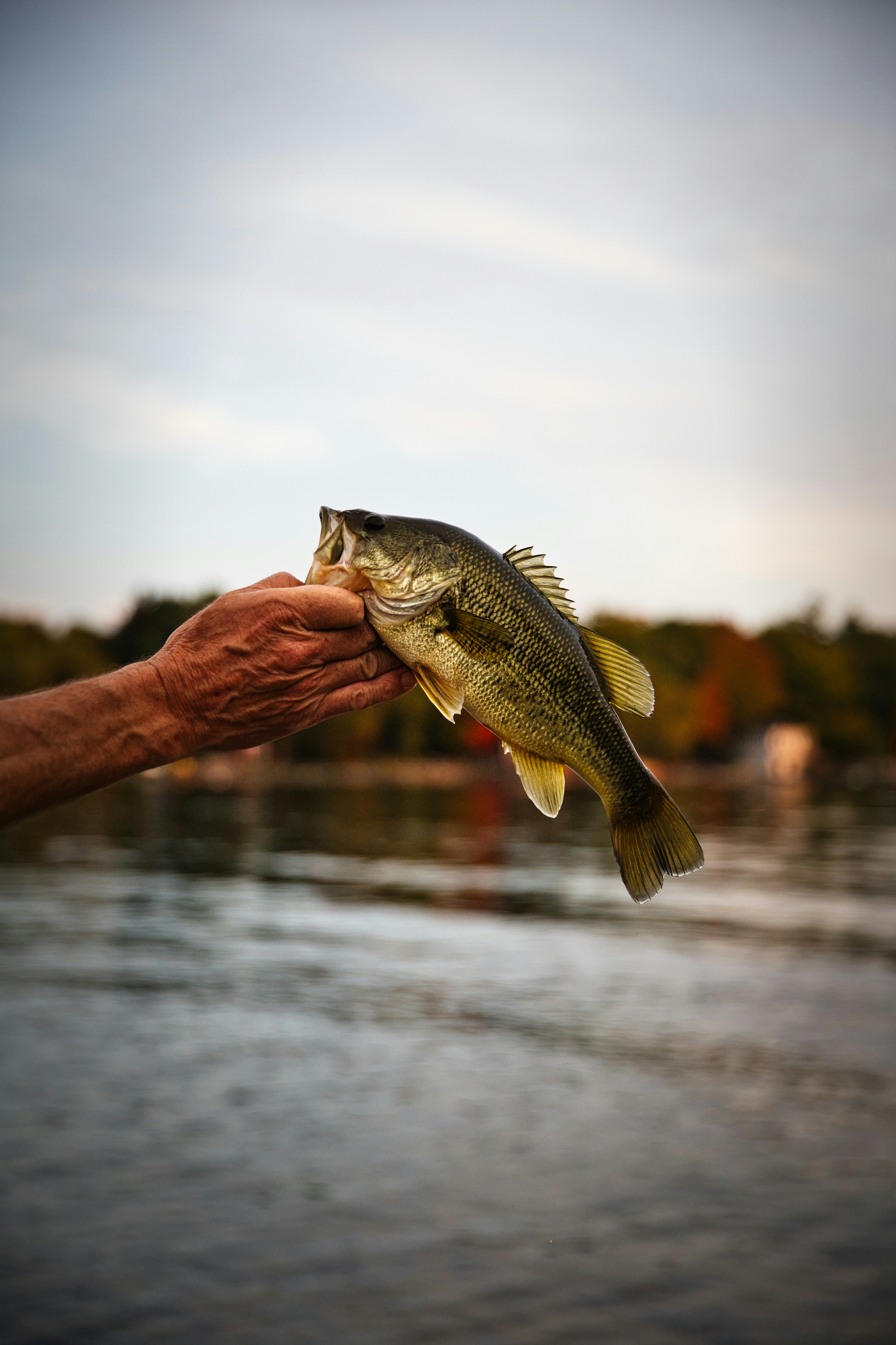 Angler holding a largemouth bass caught on a fly rod