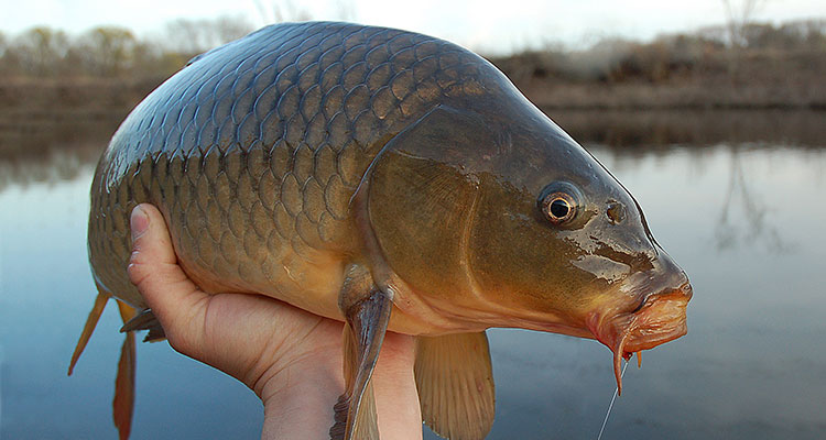 Fly Fishing for Carp: The Complete Guide