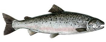 Atlantic Salmon