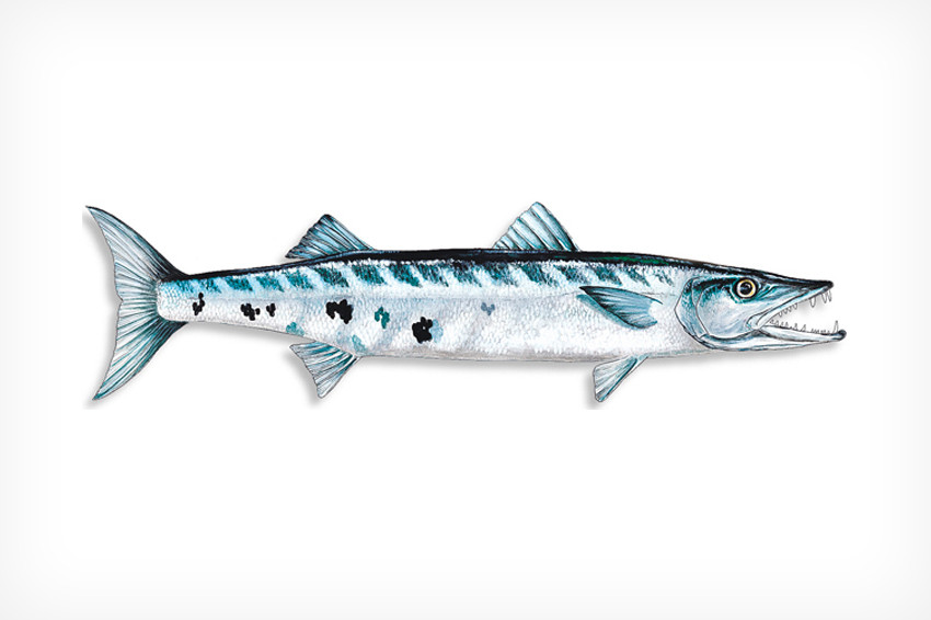 Barracuda