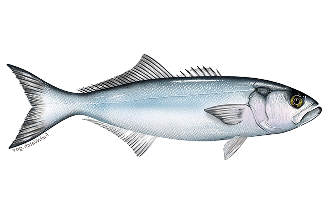 Bluefish