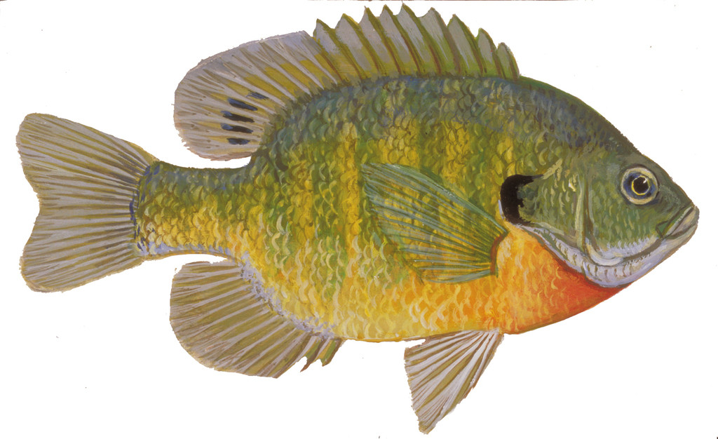 Bluegill