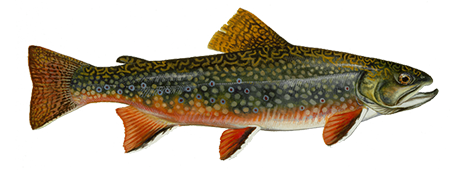 Brook Trout