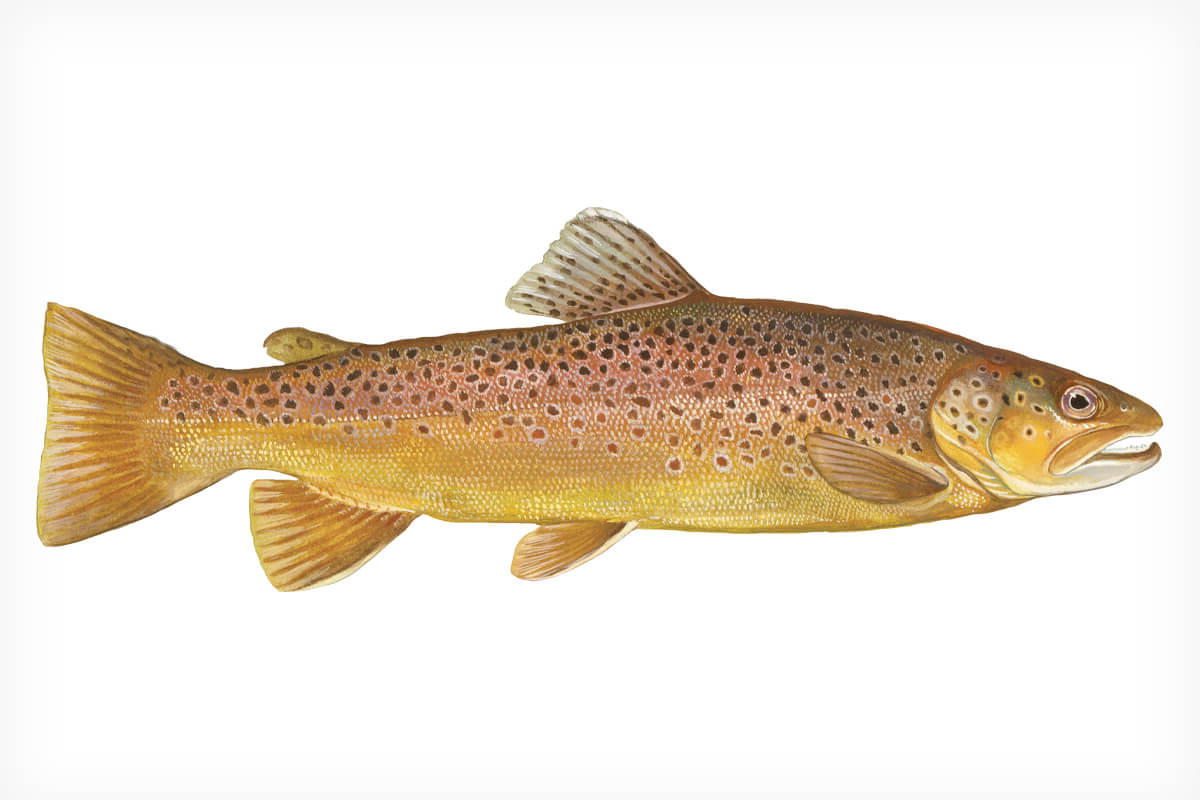 Brown Trout