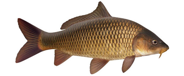 Carp
