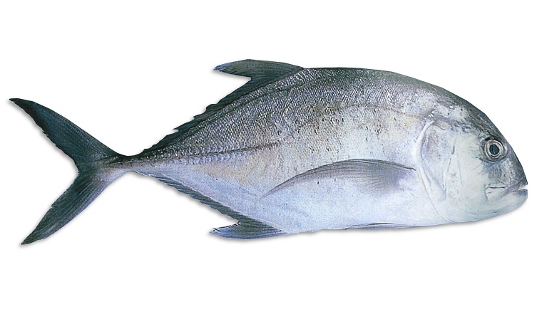 Giant Trevally (GT)