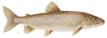 Lake Trout