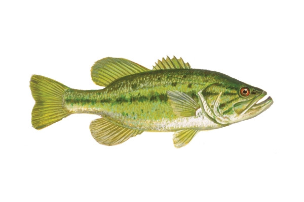 Largemouth Bass