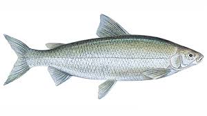 Mountain Whitefish