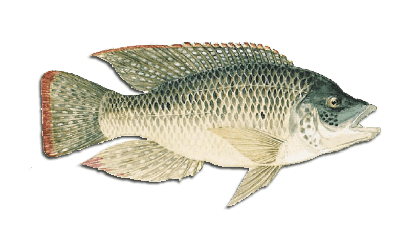 Mozambique Tilapia