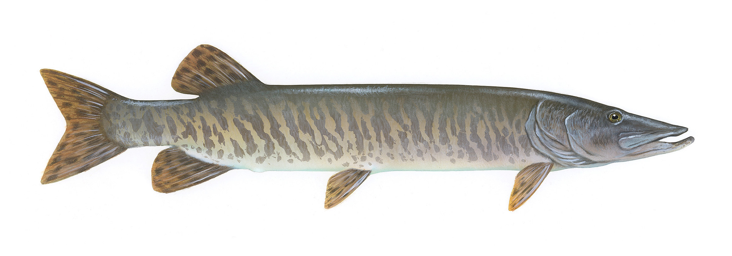 Muskellunge