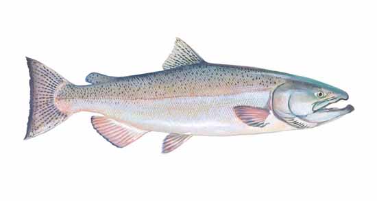 Pacific Salmon (Chinook)