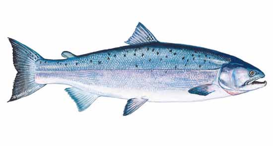 Pacific Salmon (Coho)