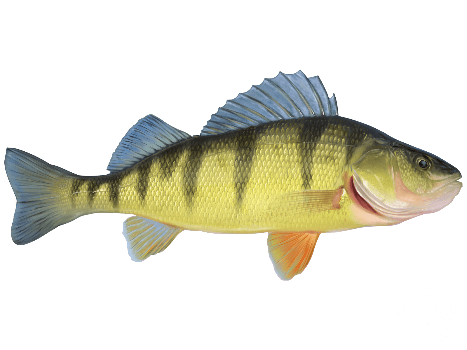 Perch (Yellow)