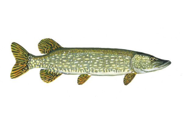 Pike
