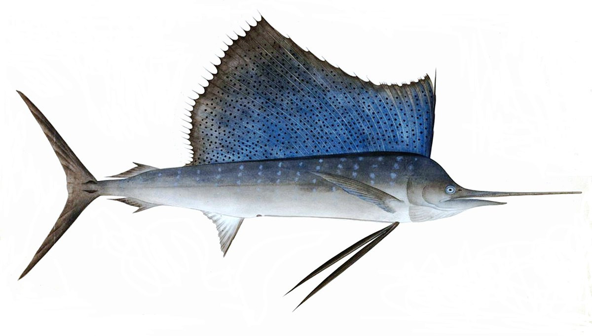 Sailfish