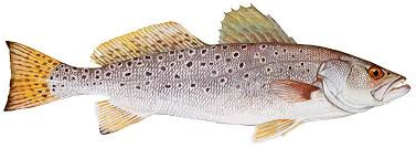 Sea Trout (Spotted)