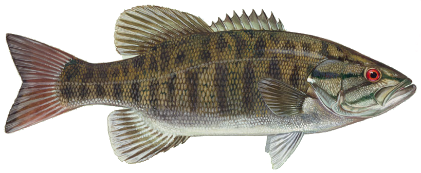 Smallmouth Bass