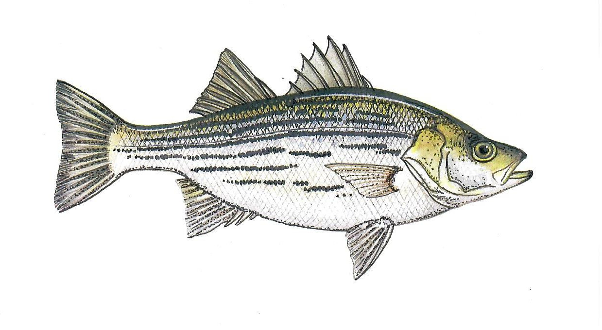 Striped Bass