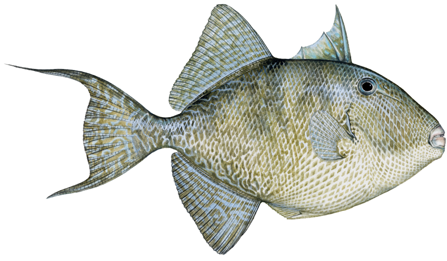 Triggerfish