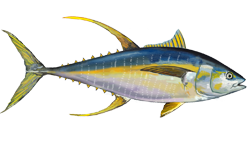 Yellowfin Tuna