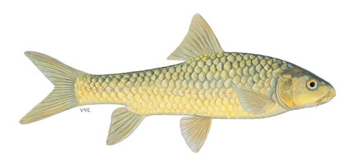 Yellowfish (Smallmouth)