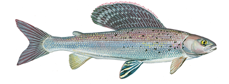 Grayling