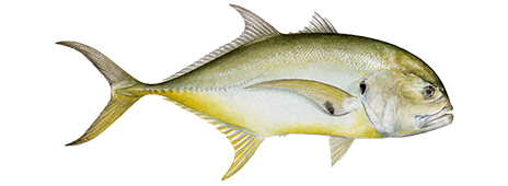 Jack Crevalle