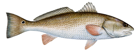 Redfish (Red Drum)