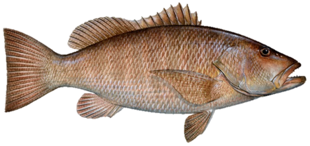 Snapper (Cubera)