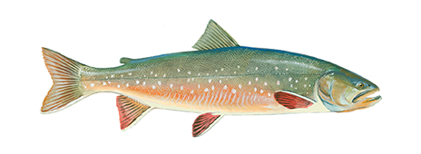 Arctic Char